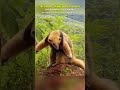 Un oso melero se queda quieto para no ser visto 😍