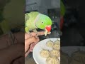 #parrot #nonstoptalkingparrot #youtubeshorts #birds #talkingparot #funny #yt #talkingparrot #shorts