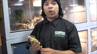 Mountain Horned Lizards