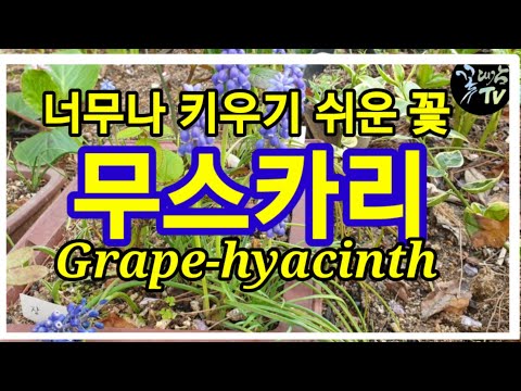너무나 키우기 쉬운 꽃, 무스카리.Grape-hyacinth