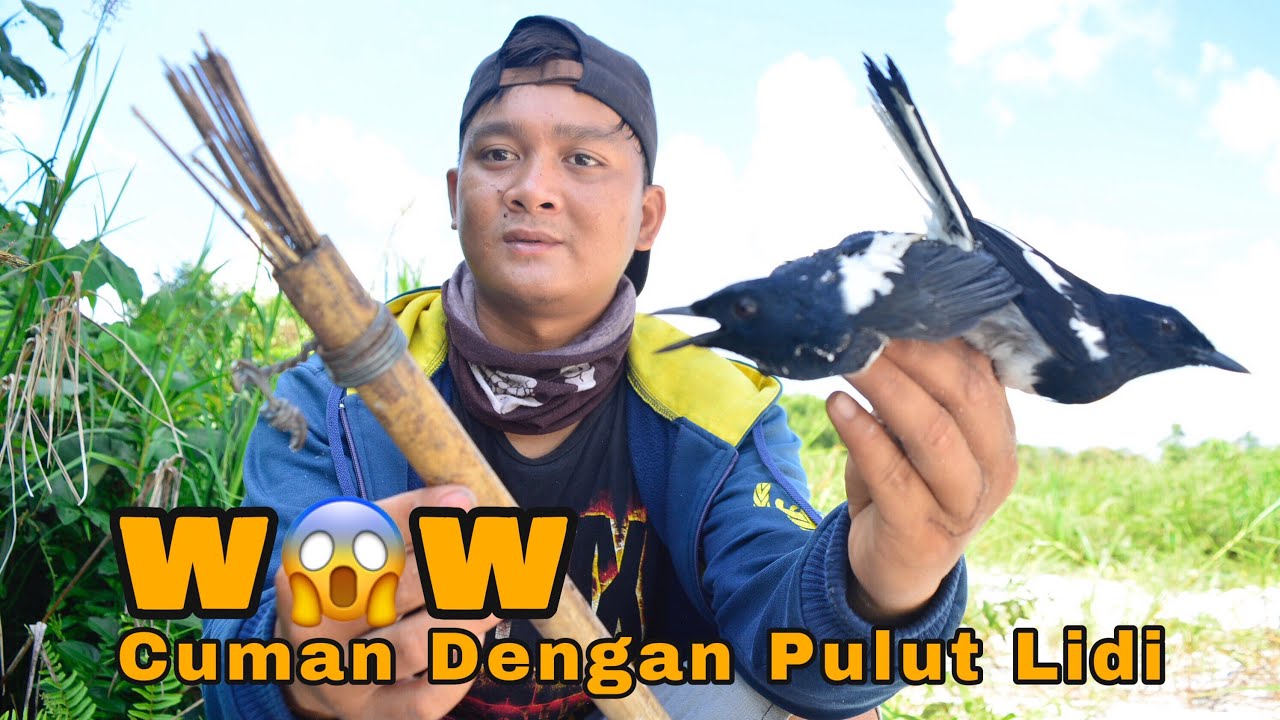 Mikat Burung Kacer Hanya Menggunakan Pulut Lidi