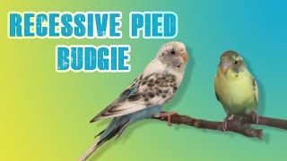 What is Recessive Pied Budgie? (The RECESSIVE PIED GENE)