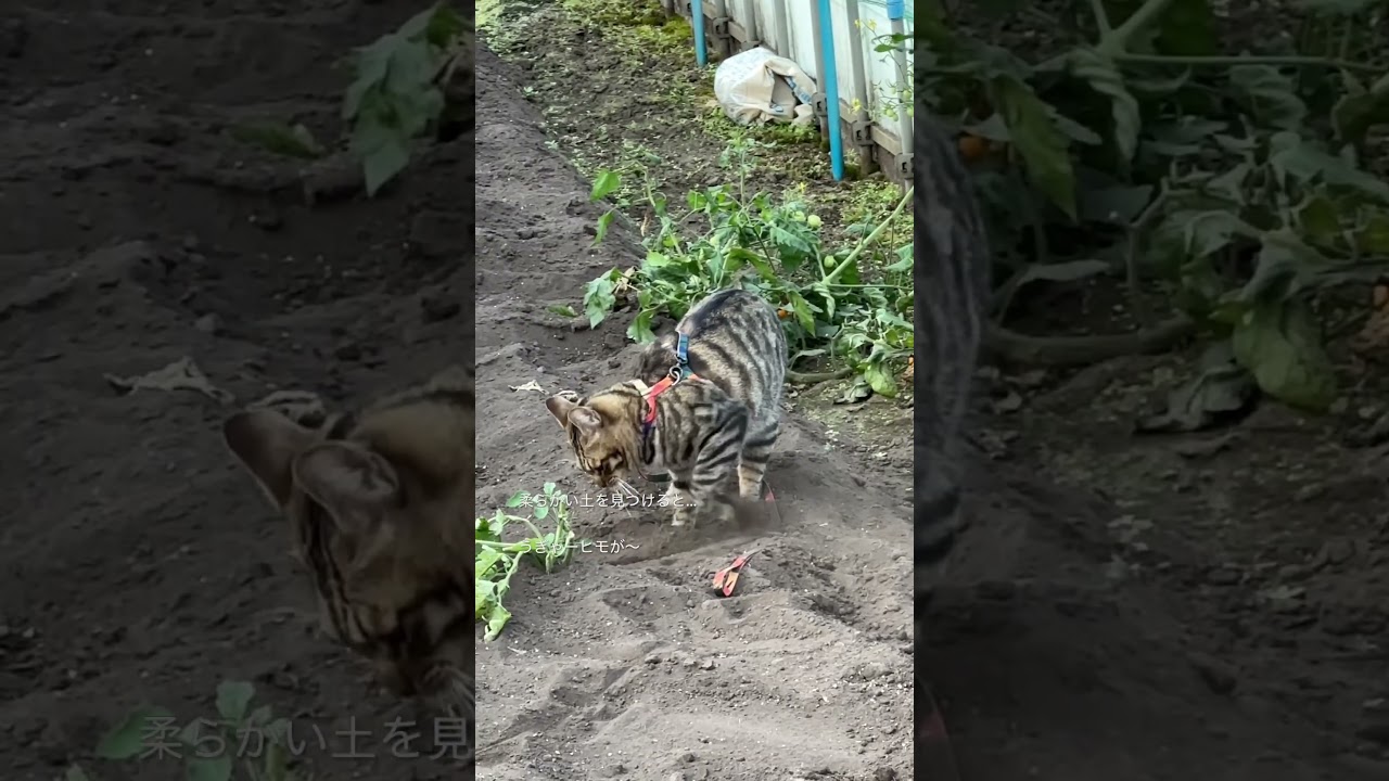 ［猫の生態］トラジは柔らかい土を見つけると…うんポロタイムがはじまる。うぎゃーヒモが〜 #猫 #cat #キジトラ