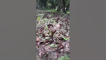 Ngải năm ông thuộc ngũ hành thông linh ngải mệnh hỏa. Cầu tài lộc, điều trị u bứu nội tạng rất hay.