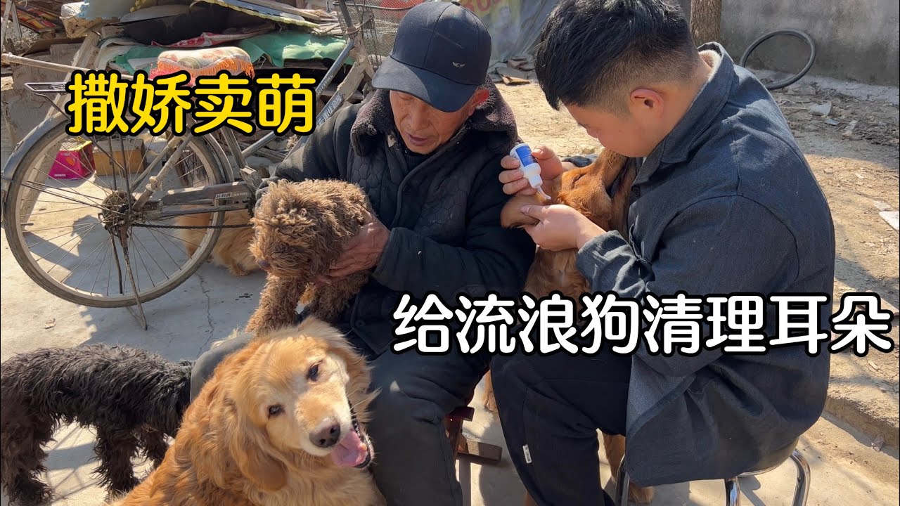 大柱給救助的30多隻流浪狗清理耳朵，一個個活蹦亂跳，開心得像個孩子