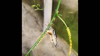 Have You Seen Butterfly Lay Eggs?