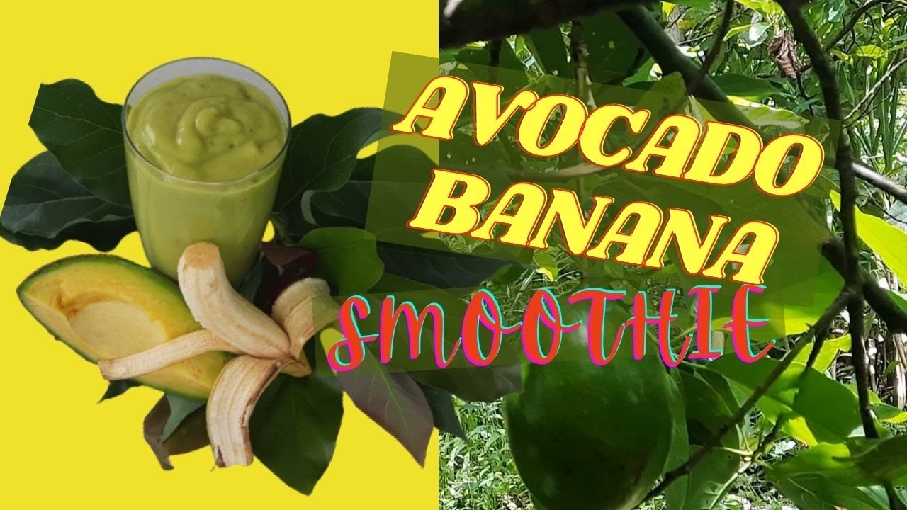 The BEST Avocado Banana Smoothie/ REAPING Avocados in Jamaica / Jamaican SIMMONDS AVOCADO YouTube