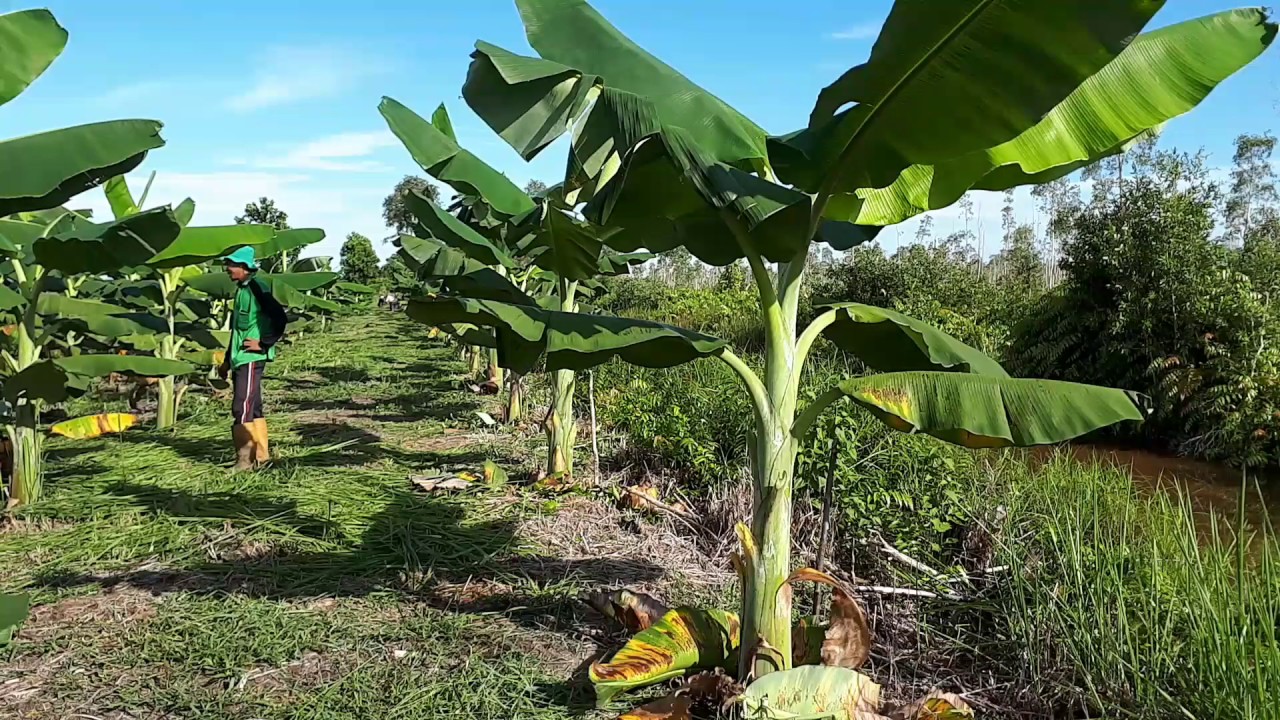 Kebun pisang  kepok di Marabahan YouTube
