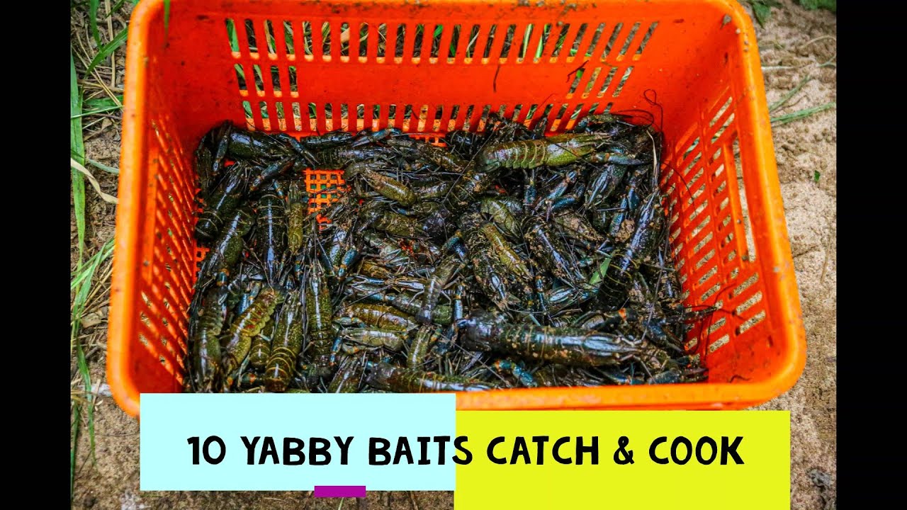 10 BEST YABBIES RED CLAW BAITS TO CATCH MORE FISHING AUSTRALIA