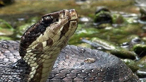 Cottonmouth and Alligator Hatchlings 02 - Dangerous Animals in Florida - Time Lapse x2