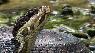 Cottonmouth and Alligator Hatchlings 02 - Dangerous Animals in Florida - Time Lapse x2