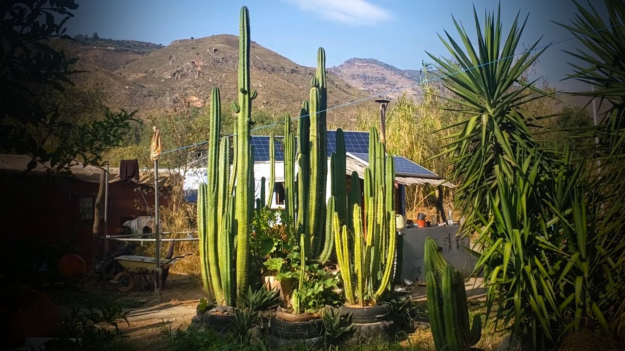 Incredible Growth and Girth  - 6 year old Giant Cactus Installation made from Recycled Tyres
