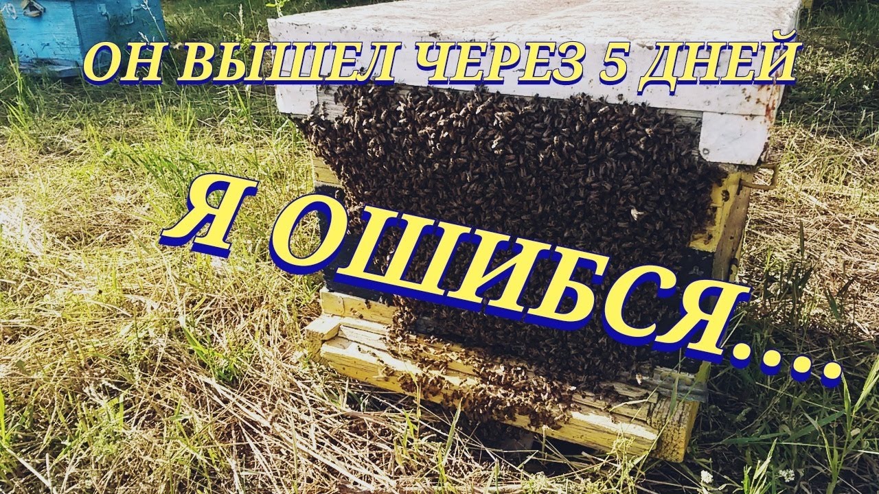 Гудков пчела. Я завелась Гудков пчела