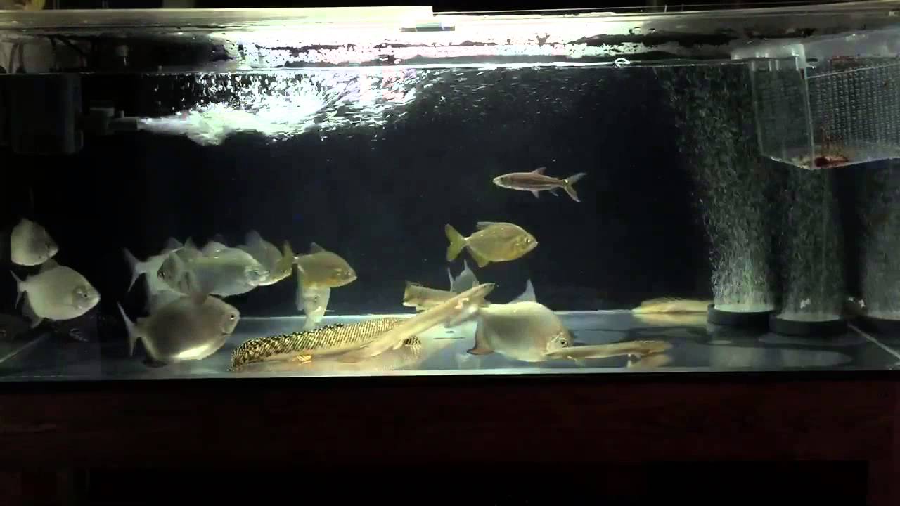 1cm パクー ポリプ 水槽 Youtube