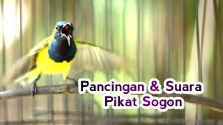 Suara Pancingan & Pikat SOGON GACOR BUKPAR, Bikin SOGON Lain Respon Dan Terpancing
