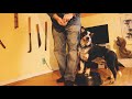 Training my New Cattle Dog Puppy - Jason Shute - Balanced Dog Training Training my New Cattle Dog Puppy - Jason Shute - Balanced Dog Training