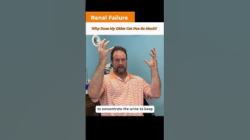 Feline Kidney Failure Symptoms | Vet Marc Smith, DVM, MS Explains