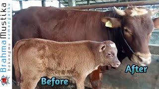RED ANGUS SETELAH BERUMUR 1 TAHUN 7 BULAN