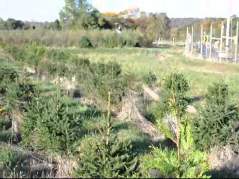 Which is Better     Green Giant or Norway Spruce