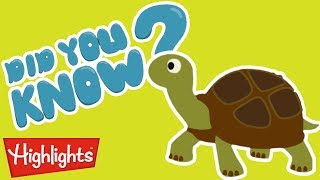 Did you know? All about turtles! | Highlights Kids | Full Episode | Kids Videos