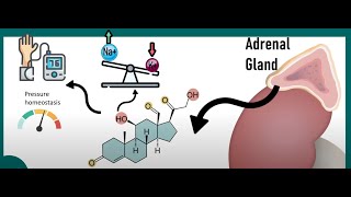 Dry Fasting Hormones Aldosterone - Sodium and water balance in the body
Discord link: https://discord.gg/yHUhW2Wjc7
Research Papers: https://www.dryfastingclub.com/studies/
Website: https://dryfastingclub.com
Consultation: https://dryfastingclub.com/members
Are you curious about the relationship between aldosterone and dry fasting? Aldosterone is a critical hormone responsible for regulating fluid and electrolyte balance in the body, particularly sodium and potassium levels. During dry fasting, the absence of water intake can put stress on the body’s ability to maintain hydration, making aldosterone’s role even more essential. As aldosterone rises in response to fluid restriction, it helps conserve sodium and water, allowing the body to adapt to the temporary absence of hydration. However, understanding how aldosterone functions during a dry fast is important, especially if you’re interested in advanced fasting techniques for health benefits like detoxification and cellular repair.
Dry fasting with elevated aldosterone levels can lead to powerful physiological adaptations, but it requires careful attention to ensure safe and effective outcomes. Many individuals report improved electrolyte balance and even better tolerance to fasting with longer-term, gradual practice. By knowing how aldosterone interacts with dry fasting, you can better understand why certain precautions, like sodium and potassium balance, are crucial before and after a fast. This unique hormone-fast connection provides insight into optimizing results, making dry fasting safer and more effective for those exploring its benefits for metabolic health and wellness.
Join us on Instagram https://instagram.com/dryfastingclub
Join us on Twitter https://twitter.com/dryfastingclub
The Dry Fasting Club does not provide medical advice. Always seek the advice of your physician or another qualified healthcare provider with any questions you may have regarding a medical condition or treatment before undertaking a new healthcare regimen.
If you enjoyed the video, please like, subscribe & share! Dry Fasting Hormones Aldosterone - Sodium and water balance in the body