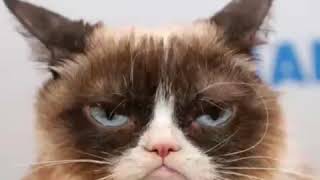RIP Grumpy cat