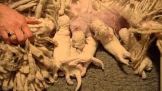 Hungarian Puli Puppies at the Milk Bar by isobelkim 3,298 views 10 years ago 39 seconds