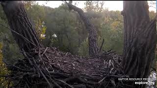 Decorah Eagles 10-14-19 6:30 pm Mom and a friend to the nest