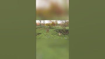 Herd of deer hanging around apple trees #shorts #animal