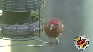 House Finch