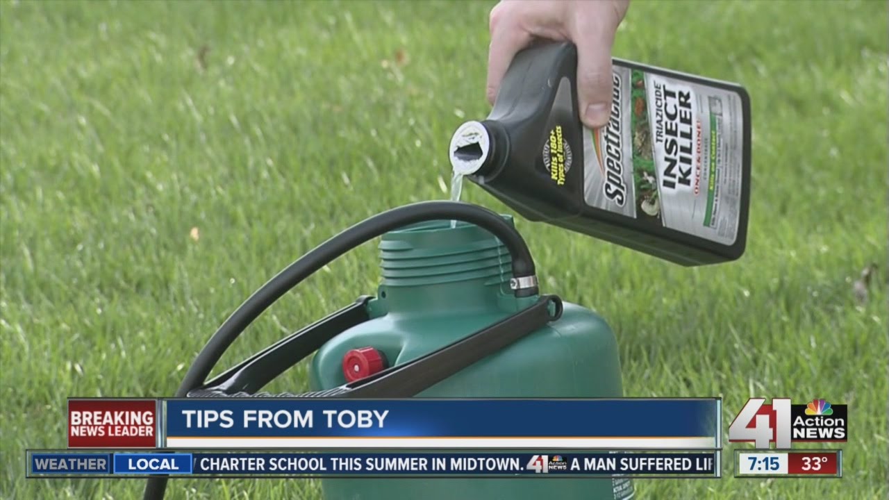 Tips from Toby How to get rid of bugs inside your home YouTube