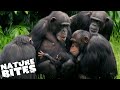 Chimpanzee Baby STOLEN from Mother?! | The Secret Life of the Zoo | Nature Bites