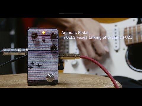 Animals Pedal In Oct,3 Foxes talking of dreamy FUZZ