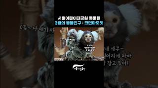 3월 이달의 동물이야기 : 코먼마모셋 (아빠들의 육아일기)썸네일