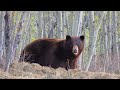 Archery Giant! Saskatchewan Brown Bear at 22 Yards!