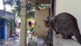 Cat Catching Squirrel