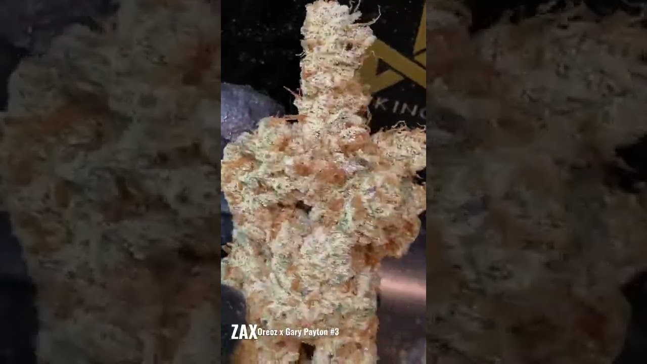 ZAX - oreoz x Gary Payton- Clearwater Genetics