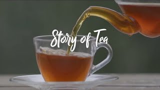 The Story of Tea | A Steaming hot Cuppa