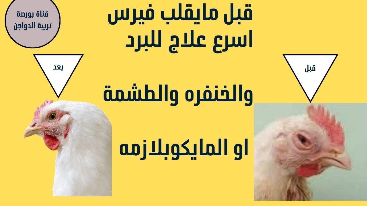 علاج البرد للدواجن(المايكوبلازما)تربيه دواجن عمر 1يوم دوره كاملة دوره تسمين فراخ بيضاء تحقيق الربح