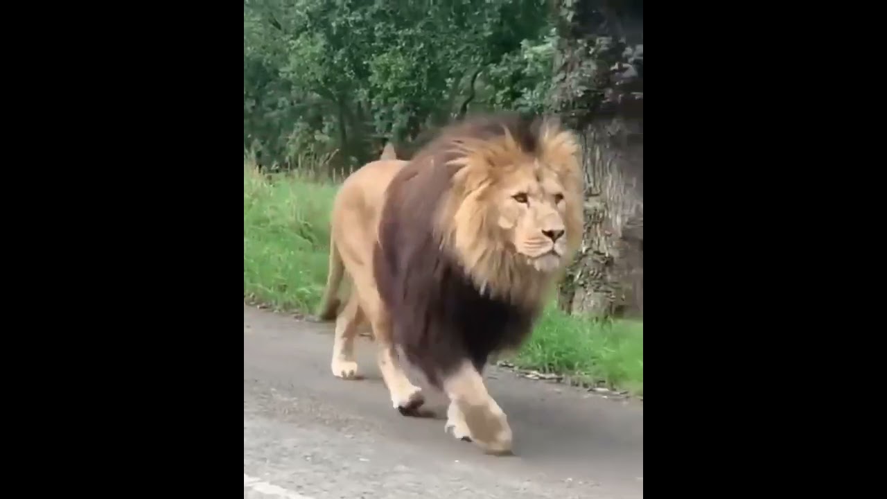Huge Barbary Lion Walking On The Road Shorts