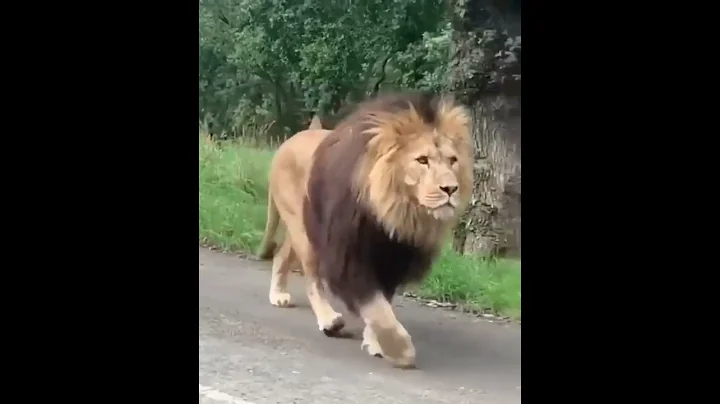 Huge Barbary Lion Walking On The Road #shorts