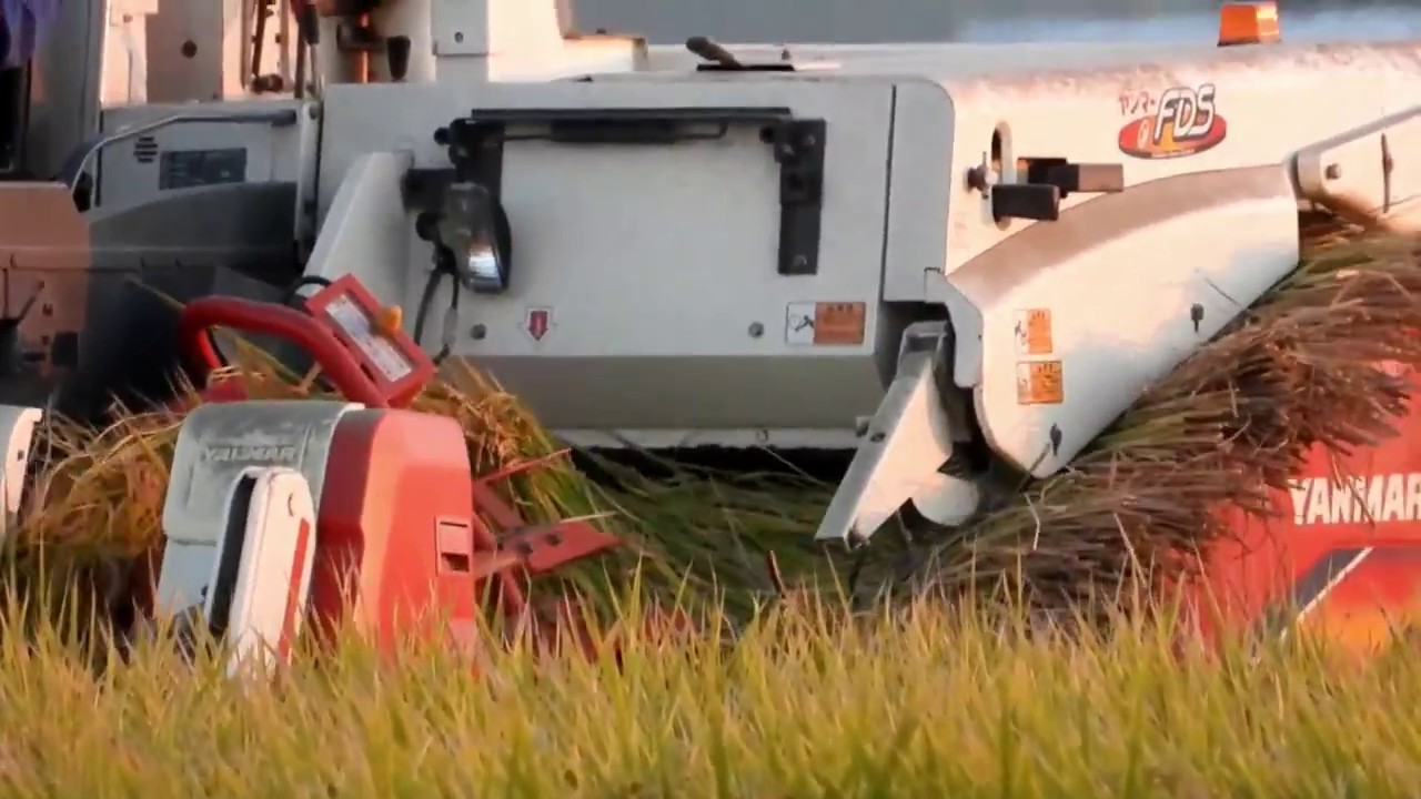 稲刈り 農村風景2018秋 ヤンマーGC328型コンバイン Japanese combine