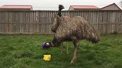 Animal Adventure Park Youtube