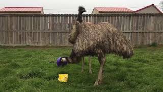 Beak Week! - Ostrich & Emu
