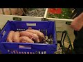 ‧ 想要獲知一頭豬的前世今生？1 秒足矣！