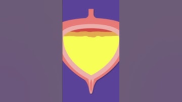 Holding in pee can stretch important muscles in your bladder.  #healthtips #bladder #pee