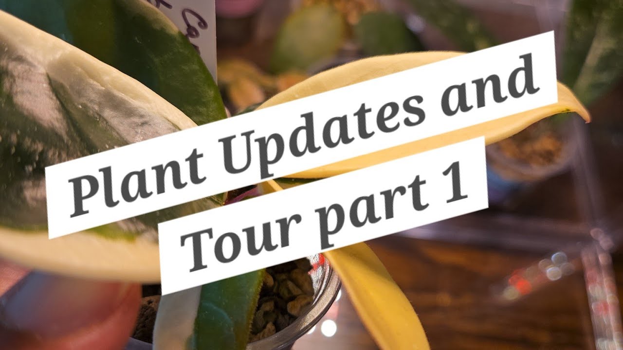 Plant Updates/Tour pt.1 2024 - YouTube