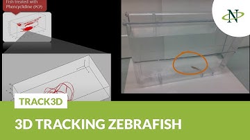 Track 3D - 3D tracking of zebrafish circling behavior | Noldus Product Demo