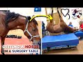 Getting a Horse on the Surgery Table | Equine Surgery
