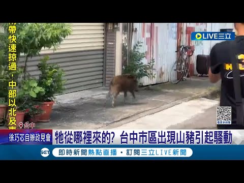 台中市區驚見野豬亂竄! 小山豬腿受傷逃竄防火巷 居民憂攻擊性 農業局委外捉捕帶回安置 ｜記者 賴碧香 江濬禓｜【萌寵54來當家】20230413｜三立新聞台